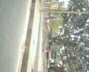 the pathetic condition of cows